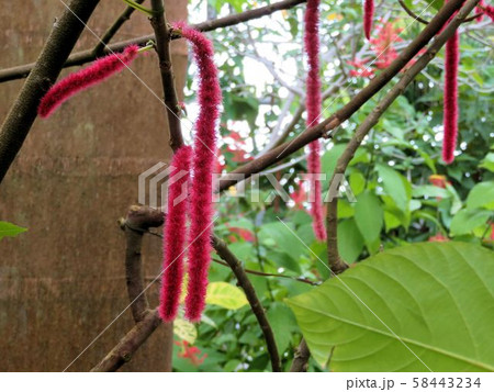 ベニヒモノキ／夢の島熱帯植物館 58443234