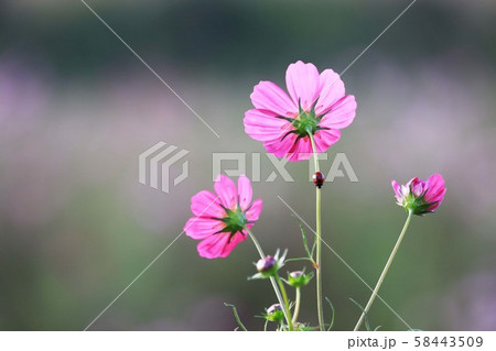 てんとう虫とコスモス4833 58443509