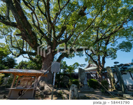 赤穂大石神社 大石内蔵助邸庭園の御神木 赤穂大石神社 大石内蔵助邸庭園の御神木 58443790