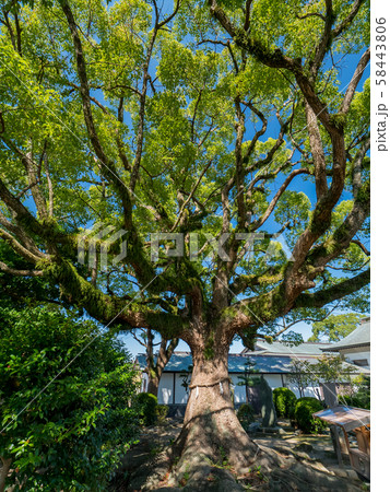赤穂大石神社 大石内蔵助邸庭園の御神木 赤穂大石神社 大石内蔵助邸庭園の御神木 58443806