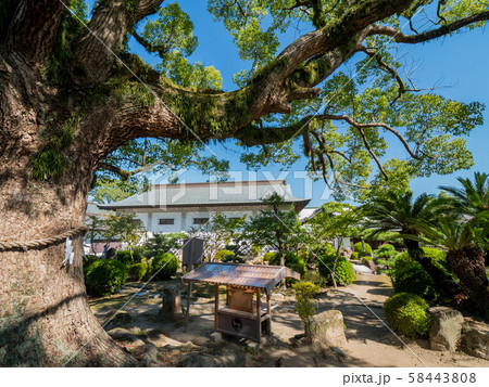 赤穂大石神社 大石内蔵助邸庭園の御神木 赤穂大石神社 大石内蔵助邸庭園の御神木 58443808