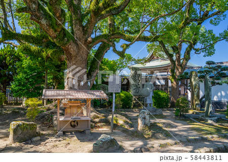 赤穂大石神社　大石内蔵助邸庭園の御神木 58443811