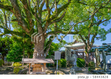 赤穂大石神社　大石内蔵助邸庭園の御神木 58443828
