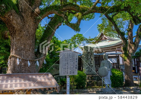 赤穂大石神社　大石内蔵助邸庭園の御神木 58443829