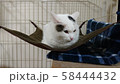 ハンモックでご満悦 58444432