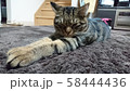 腕がピーン 58444436