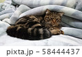 毛布がタマラン 58444437