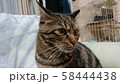 アメショ 58444438