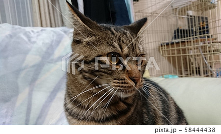 アメショ アメショ 58444438