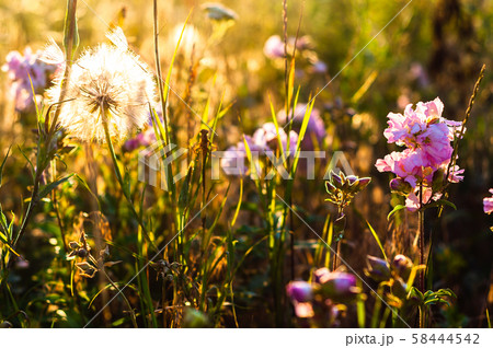 Dandelions on the background of grass, wildflowers 58444542