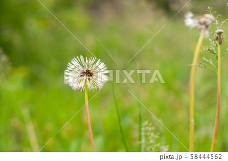 Dandelion on the background of bright, rich green 58444562