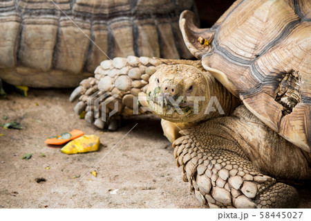 Sulcata tortoise is in the nature. 58445027