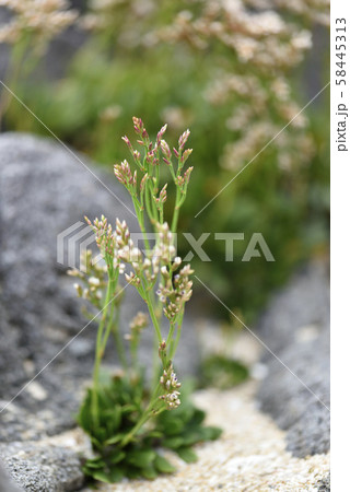 奄美大島のイソマツ(イソマツ科) 奄美大島のイソマツ(イソマツ科) 58445313