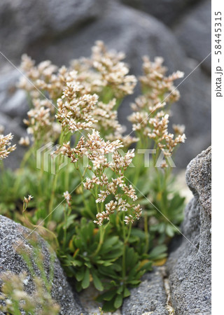 奄美大島のイソマツ(イソマツ科) 奄美大島のイソマツ(イソマツ科) 58445315