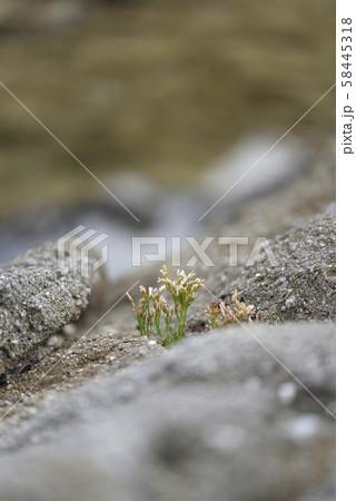 奄美大島のイソマツ(イソマツ科) 奄美大島のイソマツ(イソマツ科) 58445318