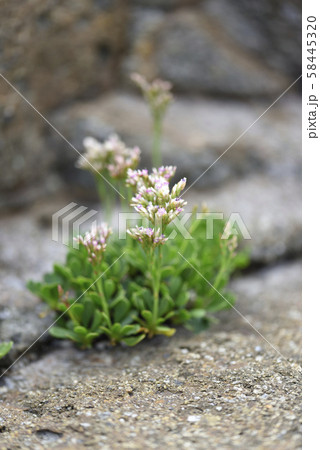 奄美大島のイソマツ(イソマツ科) 奄美大島のイソマツ(イソマツ科) 58445320