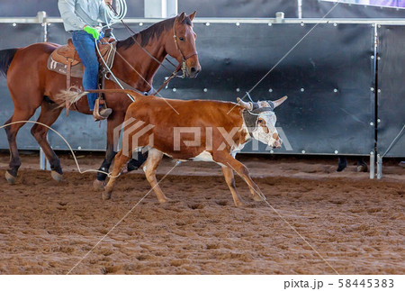 Calf Roping At An Australian Outback Rodeo 58445383