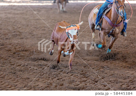Calf Roping At An Australian Outback Rodeo Calf Roping At An Australian Outback Rodeo 58445384