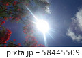 太陽と火炎樹 58445509