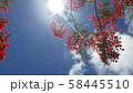 空と火炎樹 58445510