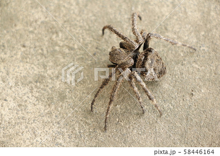 オニグモ オニグモ 58446164