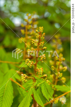 buds do not bloom chestnut and green small leaves 58446644