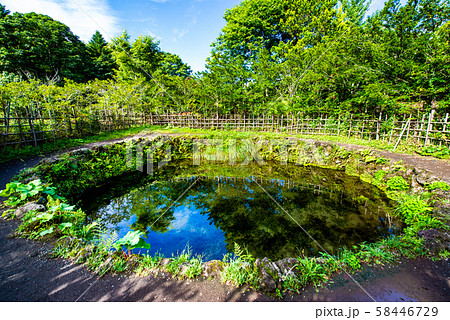 富士山 夏の忍野八海 銚子池 58446729