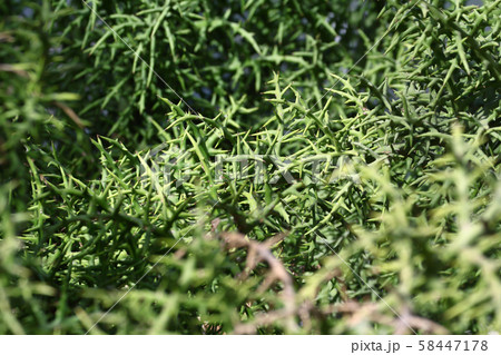 Thorn bush background Thorn bush background 58447178