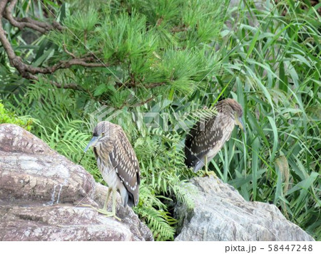 ゴイサギ/葛西臨海公園 ゴイサギ/葛西臨海公園 58447248
