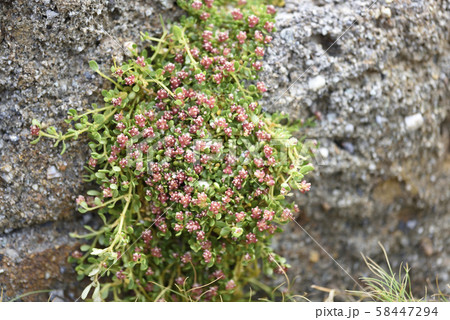 奄美大島のイソフサギ（ヒユ科イソフサギ属） 58447294