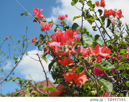 バリ島　火炎樹の花々 58447591