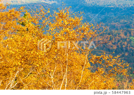 北海道　カバノキの紅葉　大雪山国立公園 58447963
