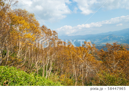カバノキの紅葉　大雪山国立公園　北海道 58447965