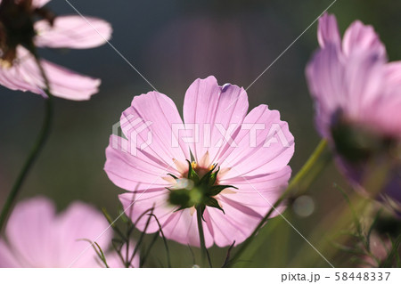 コスモス5891 58448337