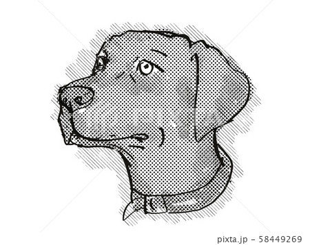 Chesapeake Bay Retriever Dog Breed Cartoon Retro 58449269