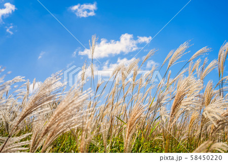 上山高原のすすき 上山高原のすすき 58450220