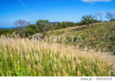 上山高原のすすき 上山高原のすすき 58450243