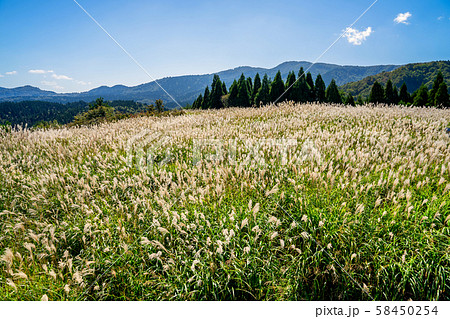 上山高原のすすき 上山高原のすすき 58450254