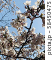 桜 58450475
