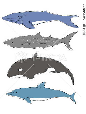 海の大きな生き物 ベクターのイラスト素材 [58450677] - PIXTA