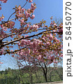桜 58450770
