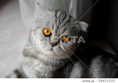 So cute scottish fold cat. 58451155