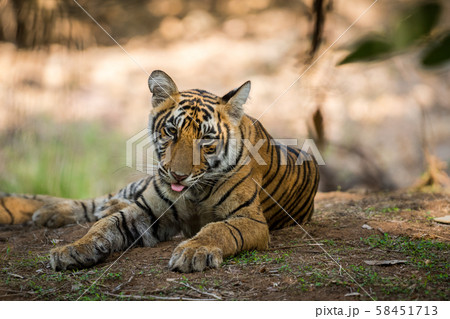 Bengal Tiger cub expressions resting in tree shadow and waiting for their mother on a morning safari to ranthambore national park, rajasthan, india Bengal Tiger cub expressions resting in tree shadow and waiting for their mother on a morning safari to ranthambore national park, rajasthan, india 58451713