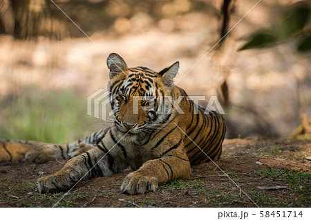 Bengal Tiger cub expressions resting in tree shadow and waiting for their mother on a morning safari to ranthambore national park, rajasthan, india Bengal Tiger cub expressions resting in tree shadow and waiting for their mother on a morning safari to ranthambore national park, rajasthan, india 58451714