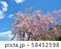 青空に桜 58452598