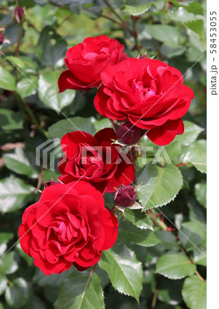 バラ　マリアンデール　Mariandel 58453055