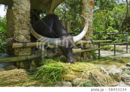 沖縄県・ビオスの丘 58453134