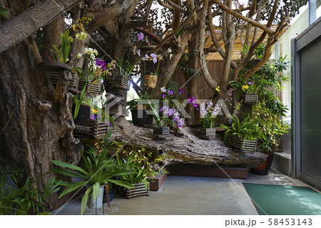 沖縄県・ビオスの丘 58453143