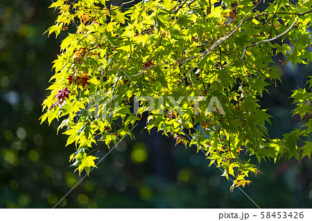 紅葉 紅葉 58453426
