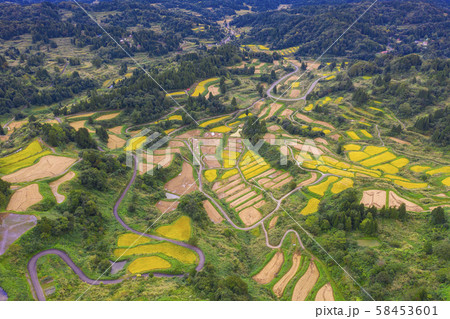 Aerial view of golden terrace rice field in Aerial view of golden terrace rice field in 58453601